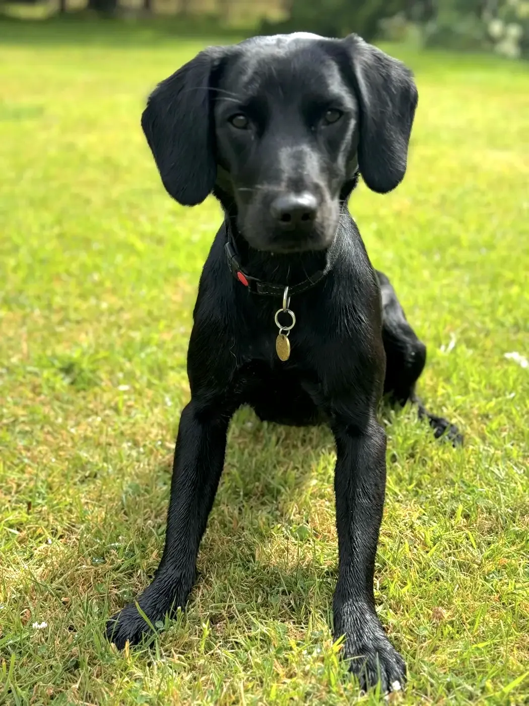 Perro en Alma Canina, Girona