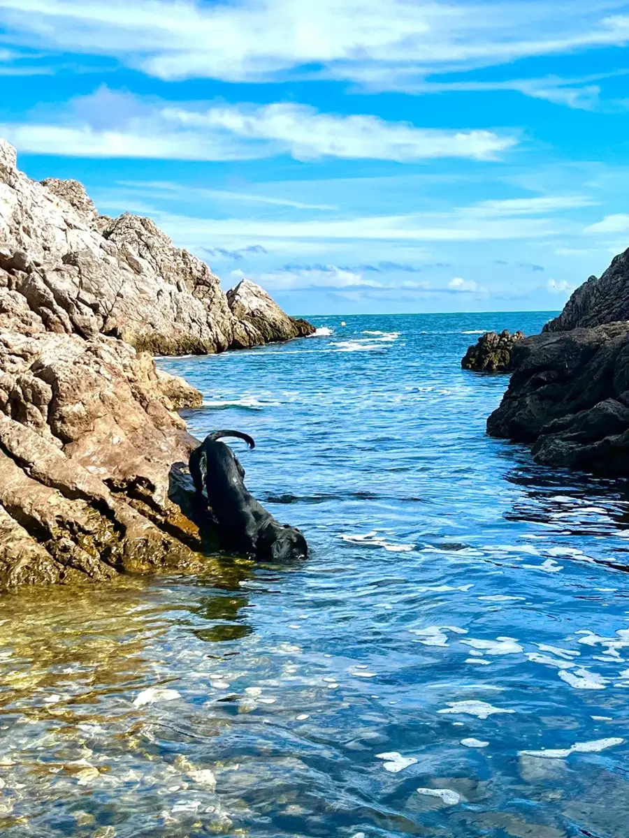Loki bañándose en una cala de la Costa Brava