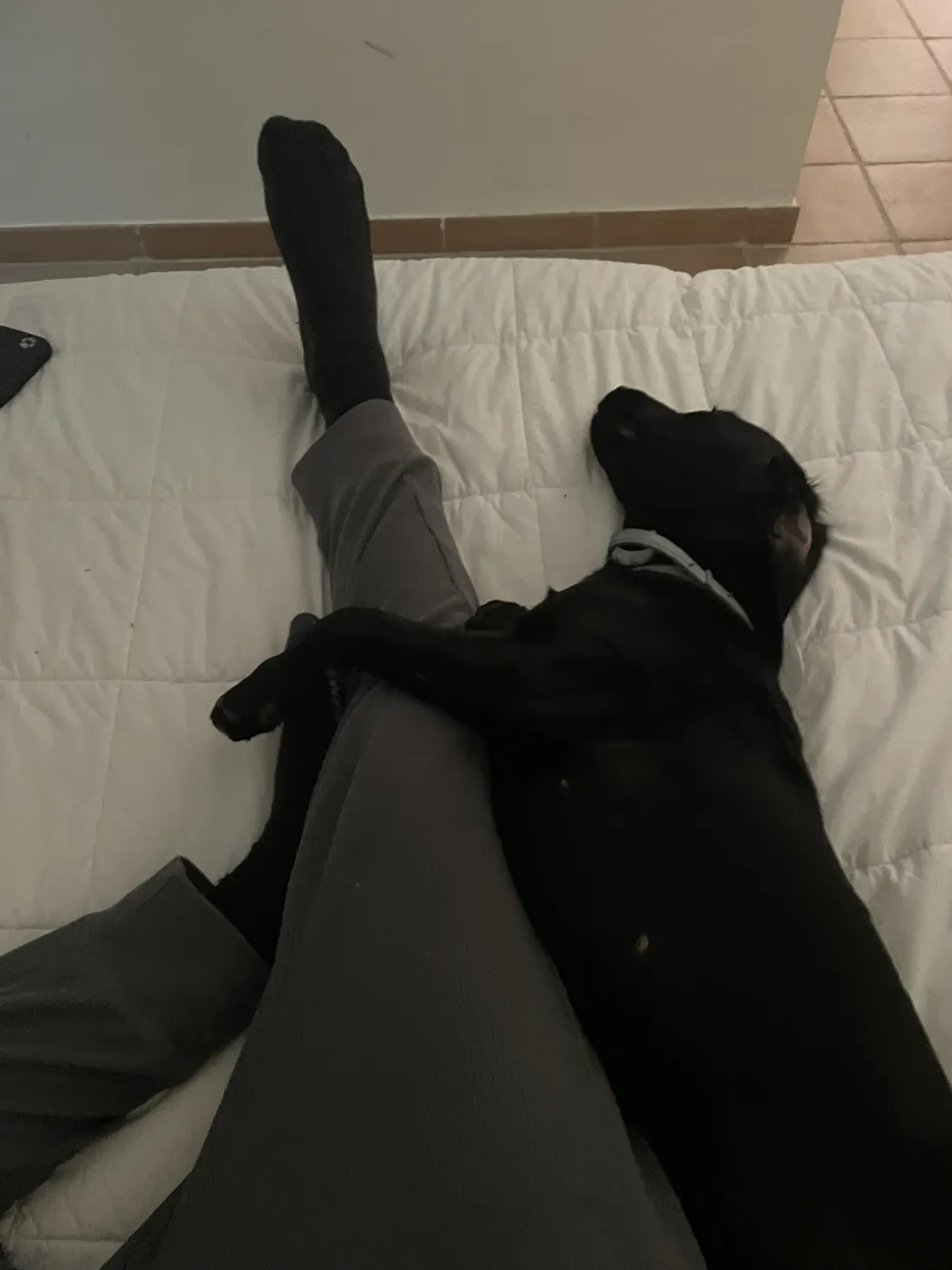 Loki dormida en la cama junto a Carlo
