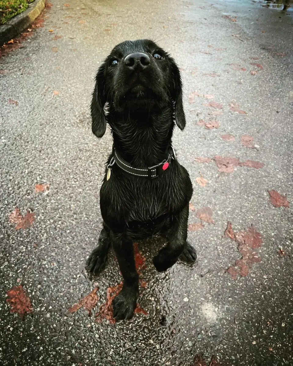 Loki de cachorra, sentada bajo la lluvia