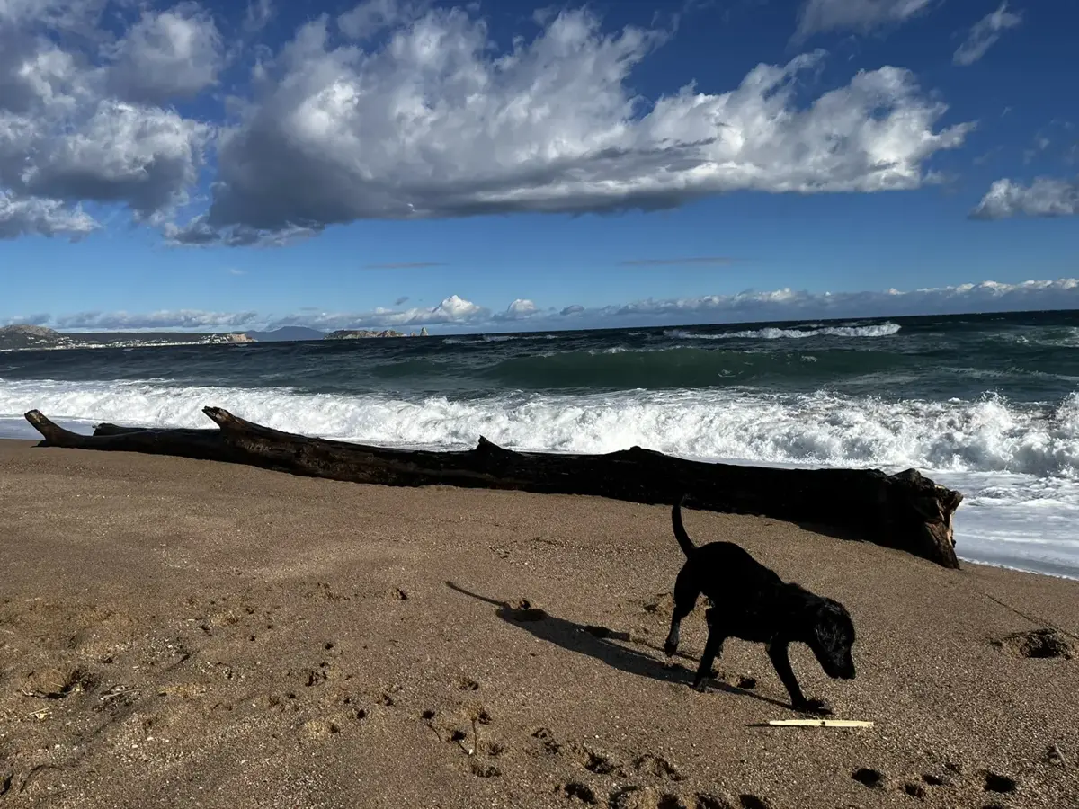 Loki corriendo por la playa