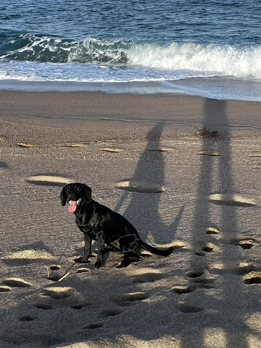Loki sentada en la orilla