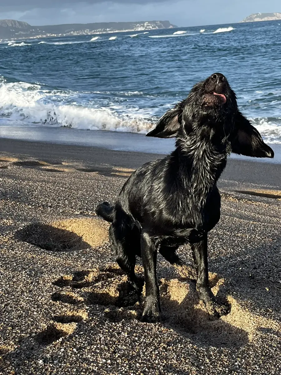Loki sacudiéndose el agua