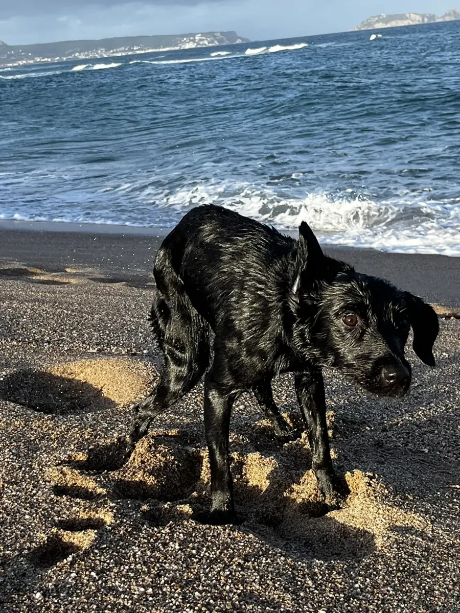 Loki mojada tras el baño