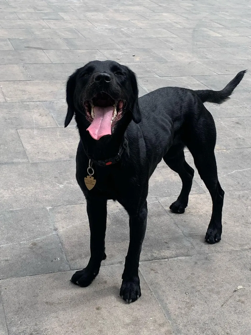 Loki en una plaza de Girona
