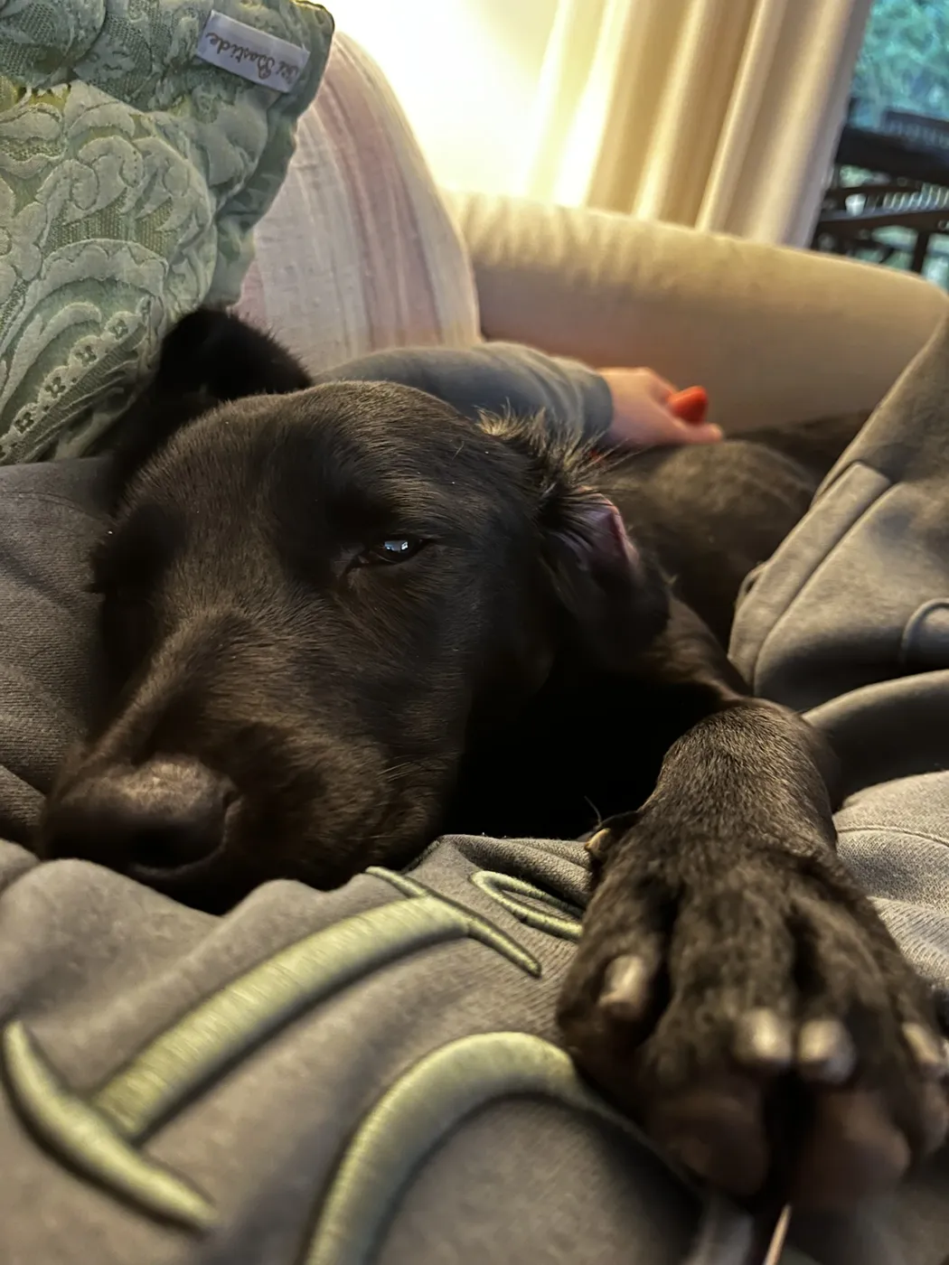 Loki descansando en el sofá