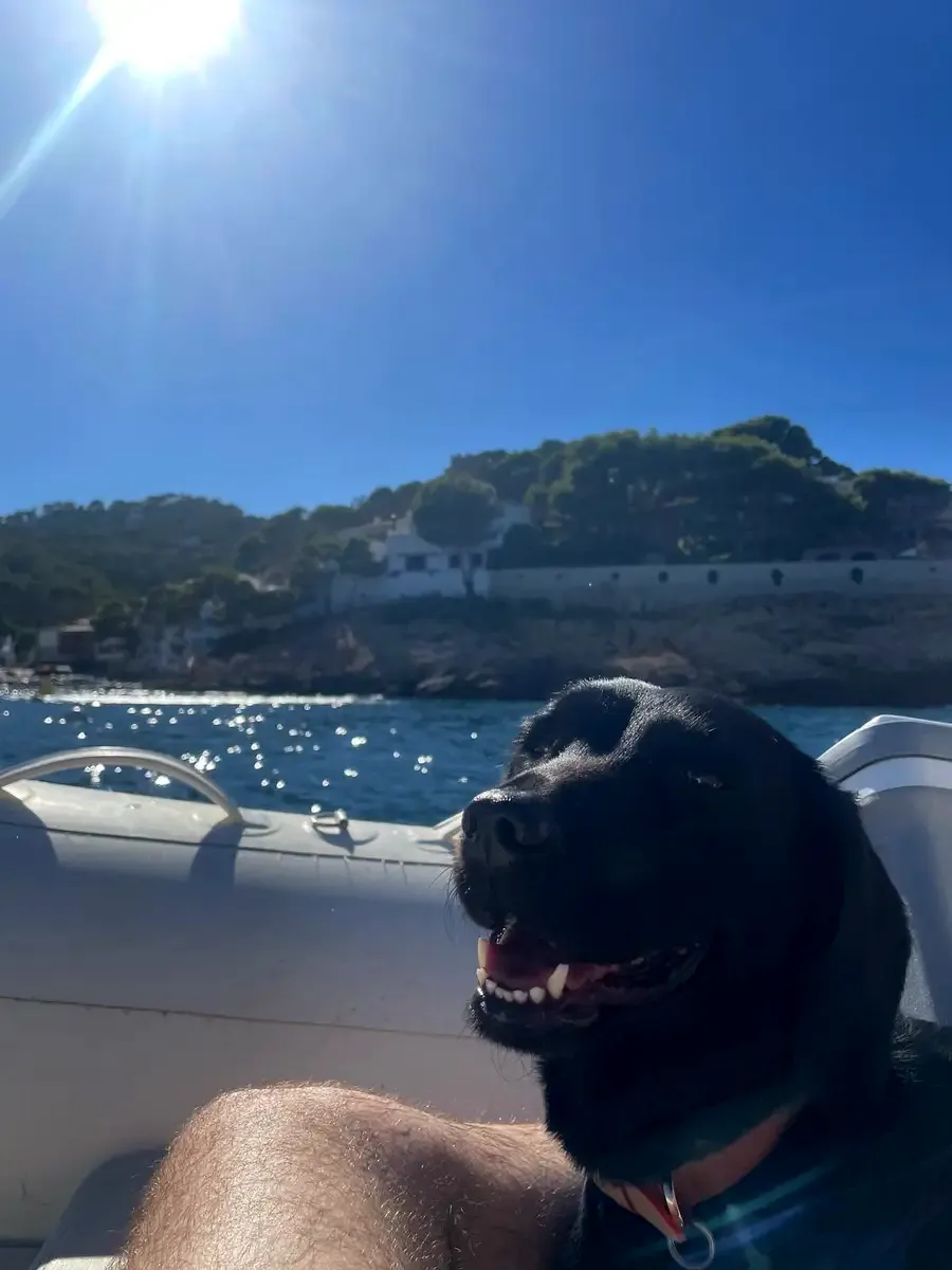 Perro en Alma Canina, Girona