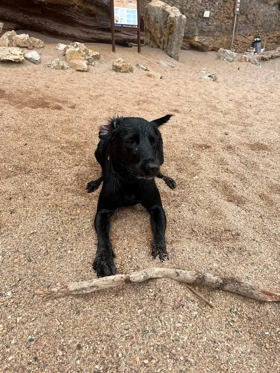 Perro en Alma Canina, Girona
