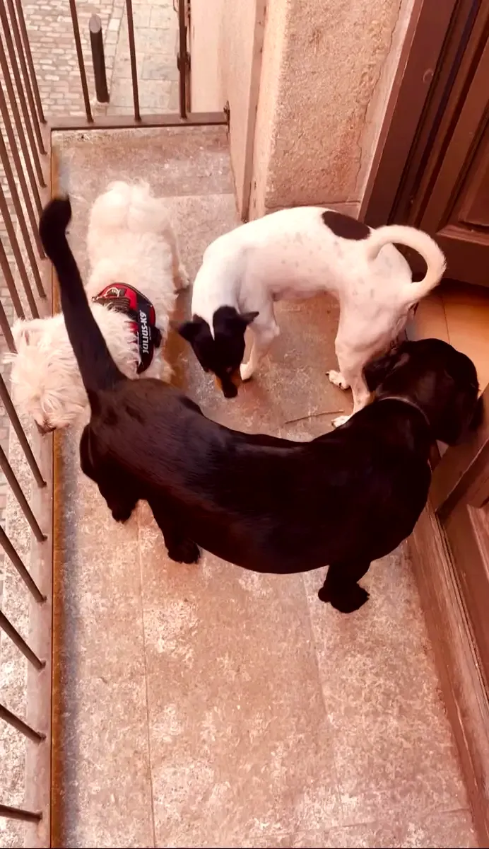 Perro en Alma Canina, Girona