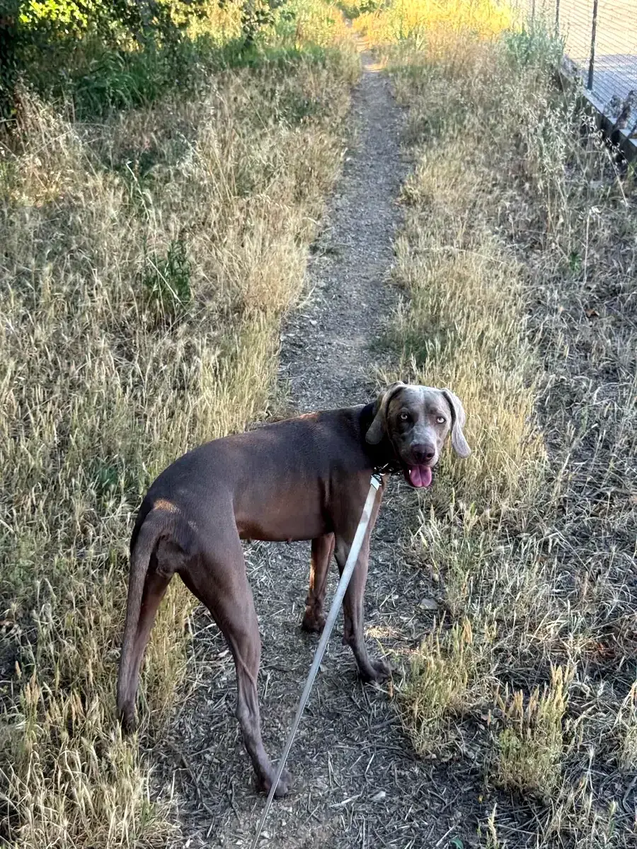 Perro en Alma Canina, Girona